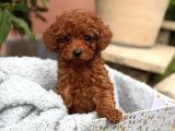 Kif Fci A Secereli Toy Poodle Yavrularımız