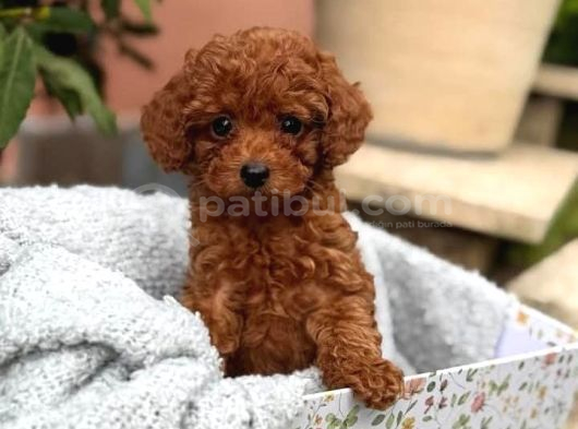 Kif Fci A Secereli Toy Poodle Yavrularımız görsel
