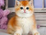 Güzellik Şampiyonu Golden British Shorthair