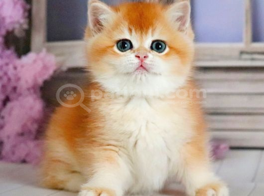 Güzellik Şampiyonu Golden British Shorthair