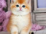 Güzellik Şampiyonu Golden British Shorthair