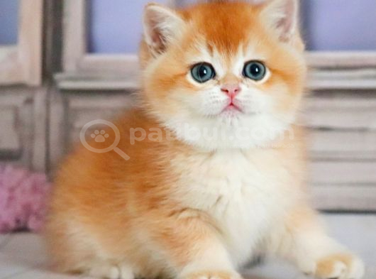 Güzellik Şampiyonu Golden British Shorthair görsel