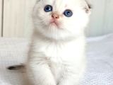 Topaç Surat Silver Scottish Fold