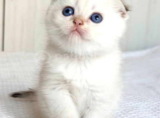 Topaç Surat Silver Scottish Fold