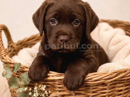 SAFKAN LABRADOR RETRİEVER YAVRULARIMIZ
