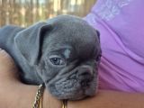 A Kalite Blue French bulldog