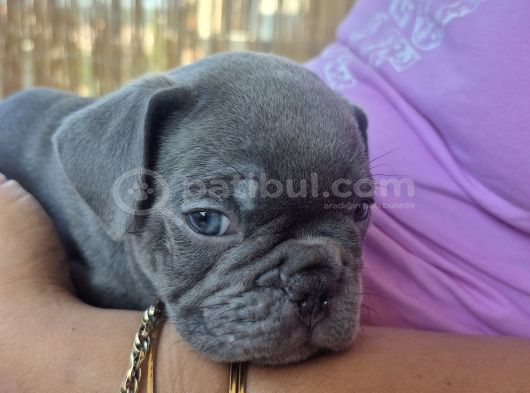 A Kalite Blue French bulldog