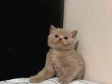 İSTANBUL FAWN BSH SAFKAN SCRLİ