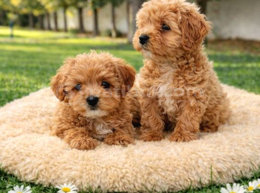 MÜTHİŞ RAKAMLARA GERÇEK MALTİPOO YAVRULAR