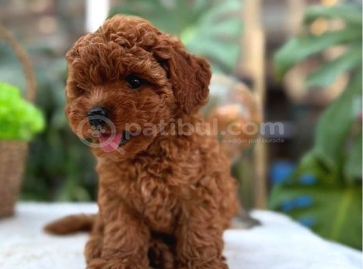 Ömürlük Dostunuz Sizi Bekliyor Toy Poodle