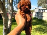 Ömürlük Dostunuz Sizi Bekliyor Toy Poodle