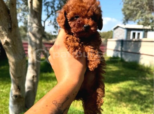 Ömürlük Dostunuz Sizi Bekliyor Toy Poodle görsel