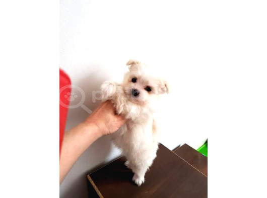 Minnoş maltese bebeklerimiz