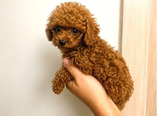 Red Toy Poodle Yavruları Puppy Dp Aşılı Ücretsiz Teslimat