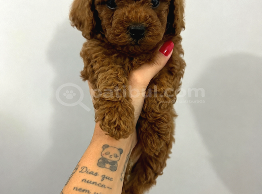 Görüntülü Aramaya Açık Sağlıklı Özel Toy Poodle Yavruları görsel