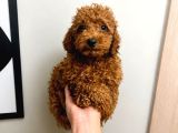 Orjinal Dişi Erkek Red Toy Poodle 65 günlük Sağlıklı Aşılı