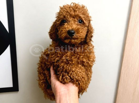 Orjinal Dişi Erkek Red Toy Poodle 65 günlük Sağlıklı Aşılı