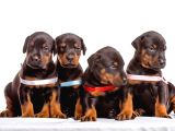 A KALİTE KIZIL VE SİYAH DOBERMAN BEBEKLERİM