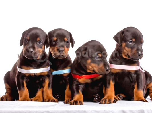 A KALİTE KIZIL VE SİYAH DOBERMAN BEBEKLERİM