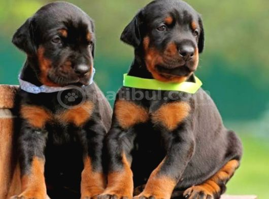 A KALİTE KIZIL VE SİYAH DOBERMAN BEBEKLERİM