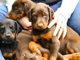 A Kali̇te Kizil Ve Si̇yah Doberman Bebekleri̇m