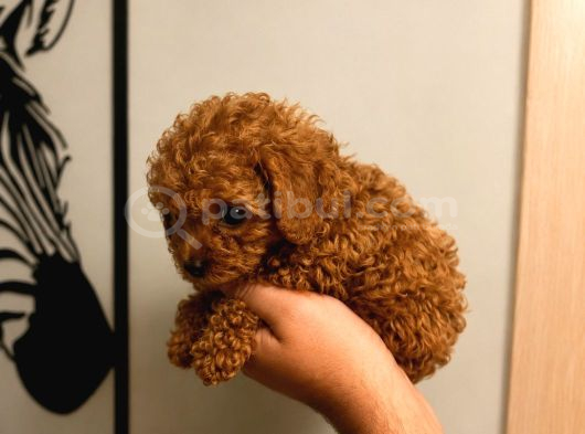 Orjinal Dişi Erkek Red Toy Poodle 65 Günlük Sağlıklı Aşılı görsel