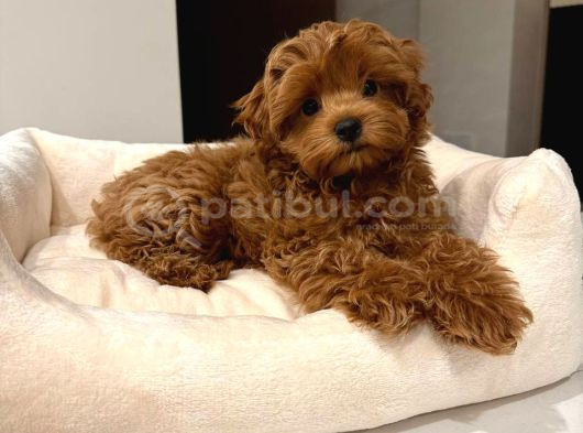 TOY POODLE SEVİMLİ YAVRULAR EV ÜRETİMİ