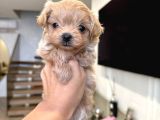 MALTİPOO CİNSİ YAVRULAR EV ÜRETİMİ