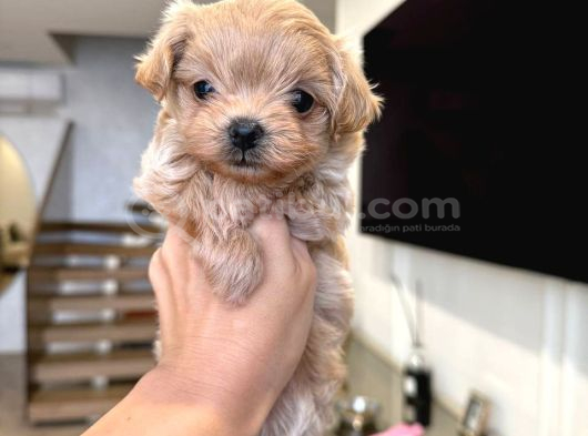 MALTİPOO CİNSİ YAVRULAR EV ÜRETİMİ