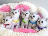 Show Kalite Silver British Shorthair Bebeklerim