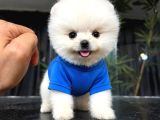 IRKININ EN MÜKEMMELİ POMERANIAN BOO YAVRULARI