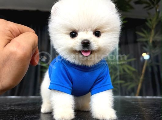 IRKININ EN MÜKEMMELİ POMERANIAN BOO YAVRULARI