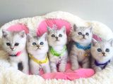 Show kalite silver british shorthair bebeklerim