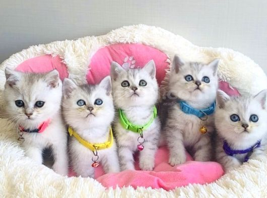 Show kalite silver british shorthair bebeklerim