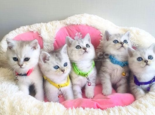 Show Kalite Silver British Shorthair Bebeklerim görsel