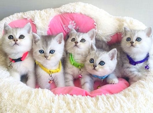 Show Kalite Silver British Shorthair Bebeklerim görsel