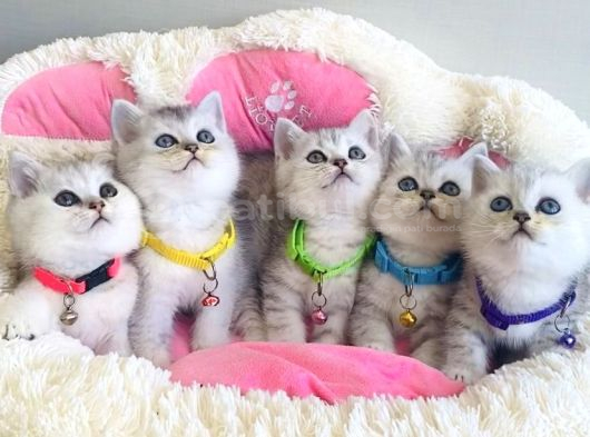 Show Kalite Silver British Shorthair Bebeklerim görsel