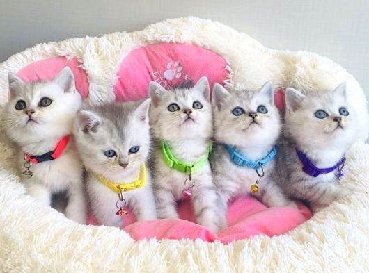 Show Kalite Silver British Shorthair Bebeklerim görsel