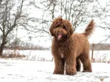 LABRADOODLE BEBEKLER BİR ÇOK SEÇENEK İLE ÇİFTLİĞİMİZDEN