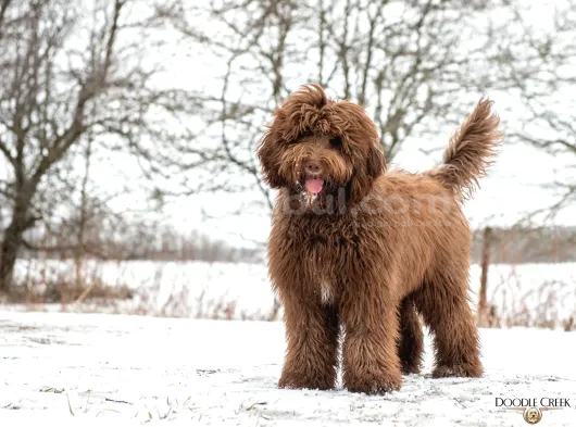 LABRADOODLE BEBEKLER BİR ÇOK SEÇENEK İLE ÇİFTLİĞİMİZDEN