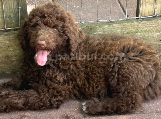 Labradoodle Bebekler Bi̇r Çok Seçenek İle Çi̇ftli̇ği̇mi̇zden görsel