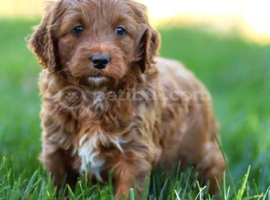 ÇİFTLİĞİMİZDEN GOLDENDOODLE BEBEKLER