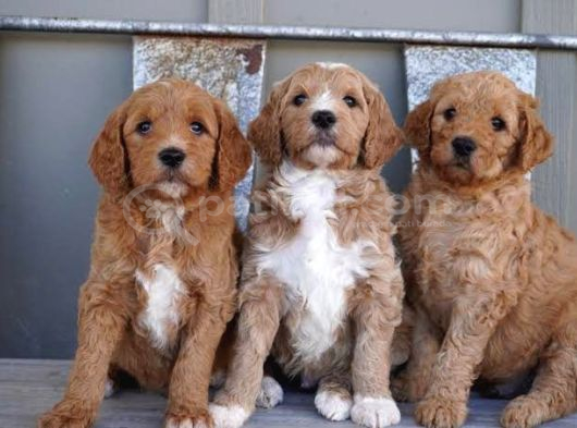 Çi̇ftli̇ği̇mi̇zden Goldendoodle Bebekler görsel