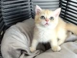 Orijinal British Shorthair Golden