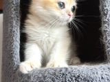 Show Kalite British Shorthair Golden Bebekler