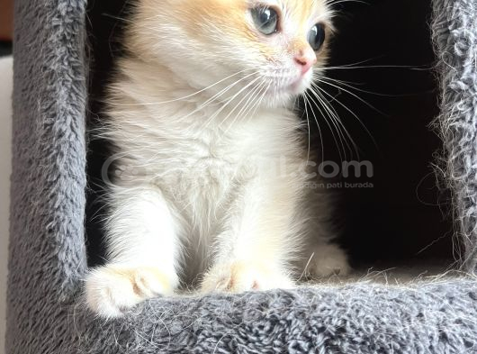 Show Kalite British Shorthair Golden Bebekler görsel