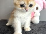 Show Kalite British Shorthair Golden Bebekler