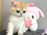 show Kalite British shorthair Golden Bebekler
