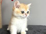 Show Kalite British Shorthair Golden Bebekler