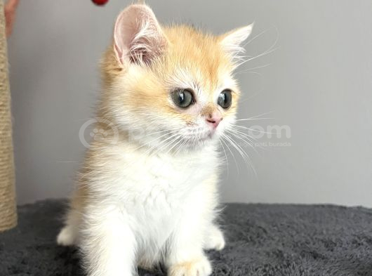 Show Kalite British Shorthair Golden Bebekler görsel